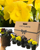 Begonia Nonstop Yellow Plants (Set of 3 or 6)
