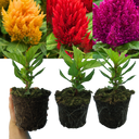 First Flame Mix: Yellow Plants (Set of 3 or 6)