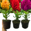 Celosia First Flame Mix Yellow, Red, Purple