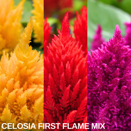 Three-panel split image of yellow, red and magenta plumed celosia flower heads with a name caption