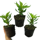 First Flame Mix: Yellow Plants (Set of 3 or 6)