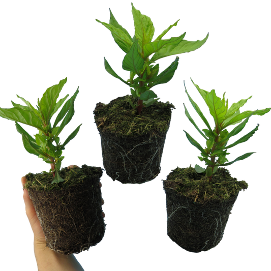 Celosia 'First Flame' Mixed – Plumed Cockscomb (Set of 3 or 6)