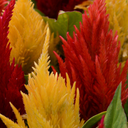 First Flame Mix: Yellow Plants (Set of 3 or 6)