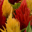 Celosia First Flame Mix Yellow, Red, Purple