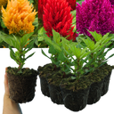 First Flame Mix: Yellow Plants (Set of 3 or 6)