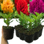 Celosia First Flame Mix Yellow, Red, Purple