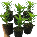 First Flame Mix: Yellow Plants (Set of 3 or 6)