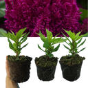 Set of 3 or 6 Large, Garden-Ready Celosia Plants – First Flame Purple Flowers, Peat-Free