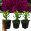 Celosia First Flame Purple