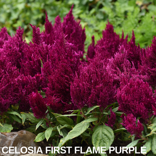 Massed magenta-purple plumed celosia flower heads above dark green foliage, with a name caption