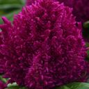 Set of 3 or 6 Large, Garden-Ready Celosia Plants – First Flame Purple Flowers, Peat-Free