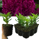 Set of 3 or 6 Large, Garden-Ready Celosia Plants – First Flame Purple Flowers, Peat-Free