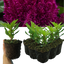 Celosia First Flame Purple