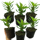 Set of 3 or 6 Large, Garden-Ready Celosia Plants – First Flame Purple Flowers, Peat-Free
