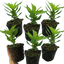 Celosia First Flame Purple