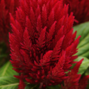 Set of 3 or 6 Large, Garden-Ready Celosia Plants – First Flame Red Flowers, Peat-Free