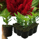 Set of 3 or 6 Large, Garden-Ready Celosia Plants – First Flame Red Flowers, Peat-Free