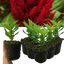 Celosia First Flame Red