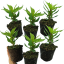 Set of 3 or 6 Large, Garden-Ready Celosia Plants – First Flame Red Flowers, Peat-Free