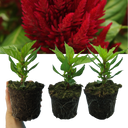 Set of 3 or 6 Large, Garden-Ready Celosia Plants – First Flame Scarlet Flowers, Peat-Free