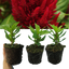 Celosia First Flame Scarlet