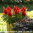 Set of 3 or 6 Large, Garden-Ready Celosia Plants – First Flame Scarlet Flowers, Peat-Free