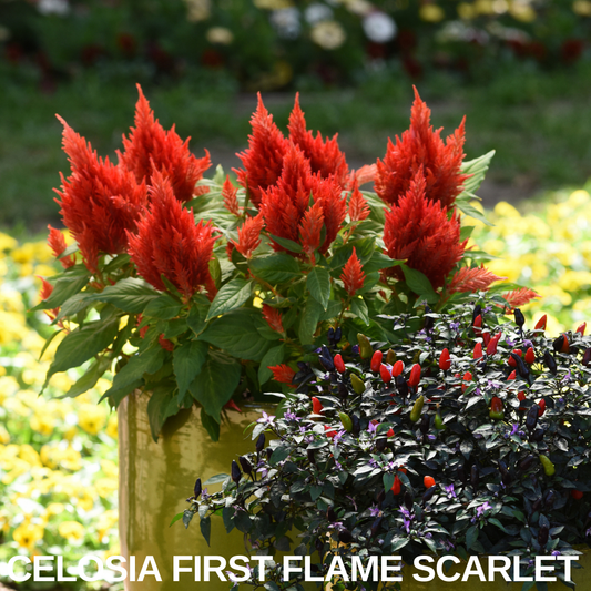 Scarlet plumed celosia in a glazed pot next to a purple-leaved ornamental chilli, name caption below