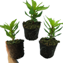 Set of 3 or 6 Large, Garden-Ready Celosia Plants – First Flame Scarlet Flowers, Peat-Free