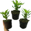 Celosia First Flame Scarlet