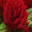 Celosia First Flame Scarlet