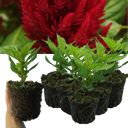 Set of 3 or 6 Large, Garden-Ready Celosia Plants – First Flame Scarlet Flowers, Peat-Free