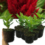 Celosia First Flame Scarlet