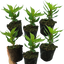 Celosia First Flame Scarlet
