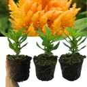 Celosia First Flame Yellow Plant