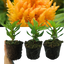 Celosia First Flame Yellow