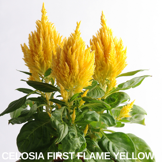 Three soft yellow plumed celosia flower heads over broad green leaves on a white background, name caption