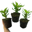 Celosia First Flame Yellow Plant
