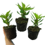 Celosia First Flame Yellow