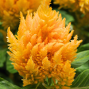 Celosia First Flame Yellow Plant