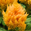 Celosia First Flame Yellow