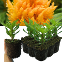 Celosia First Flame Yellow Plant