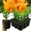 Celosia First Flame Yellow