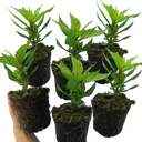 Celosia First Flame Yellow Plant