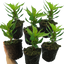 Celosia First Flame Yellow