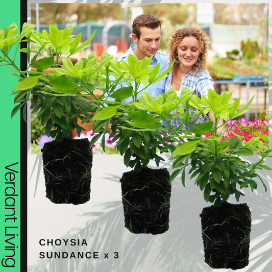 Choisya ternata 'Sundance' (Mexican Orange Blossom) – Golden Evergreen Shrub (Set of 3 or 6)