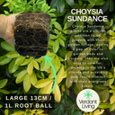 Choisya Sundance