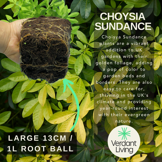 Care information card for Choisya 'Sundance', hand holding a 13cm root ball against golden foliage