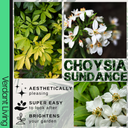 Choisya Sundance