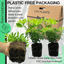 Choysia Sundance