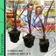 Cordyline Charlie Boy
